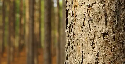 What Is Pine Bark Extract Good for?